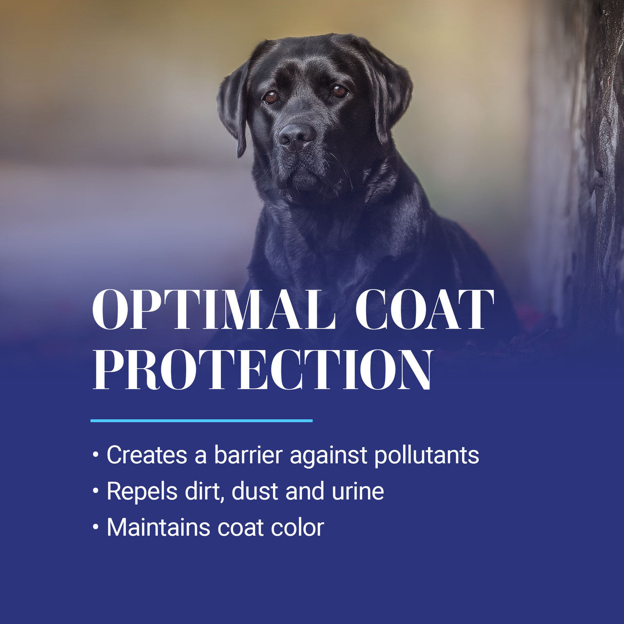 Optimal coat protection: creates a barrier against pollutants, repels dirt, dust, and urine, maintains coat color