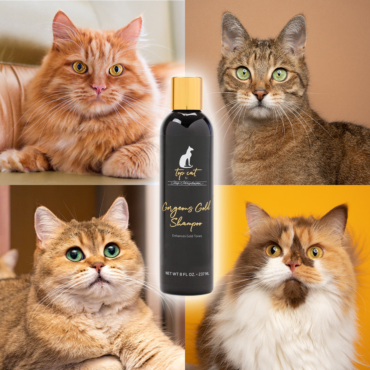 Gorgeous Gold cats with Chris Christensen Top Cat Gorgeous Gold Shampoo