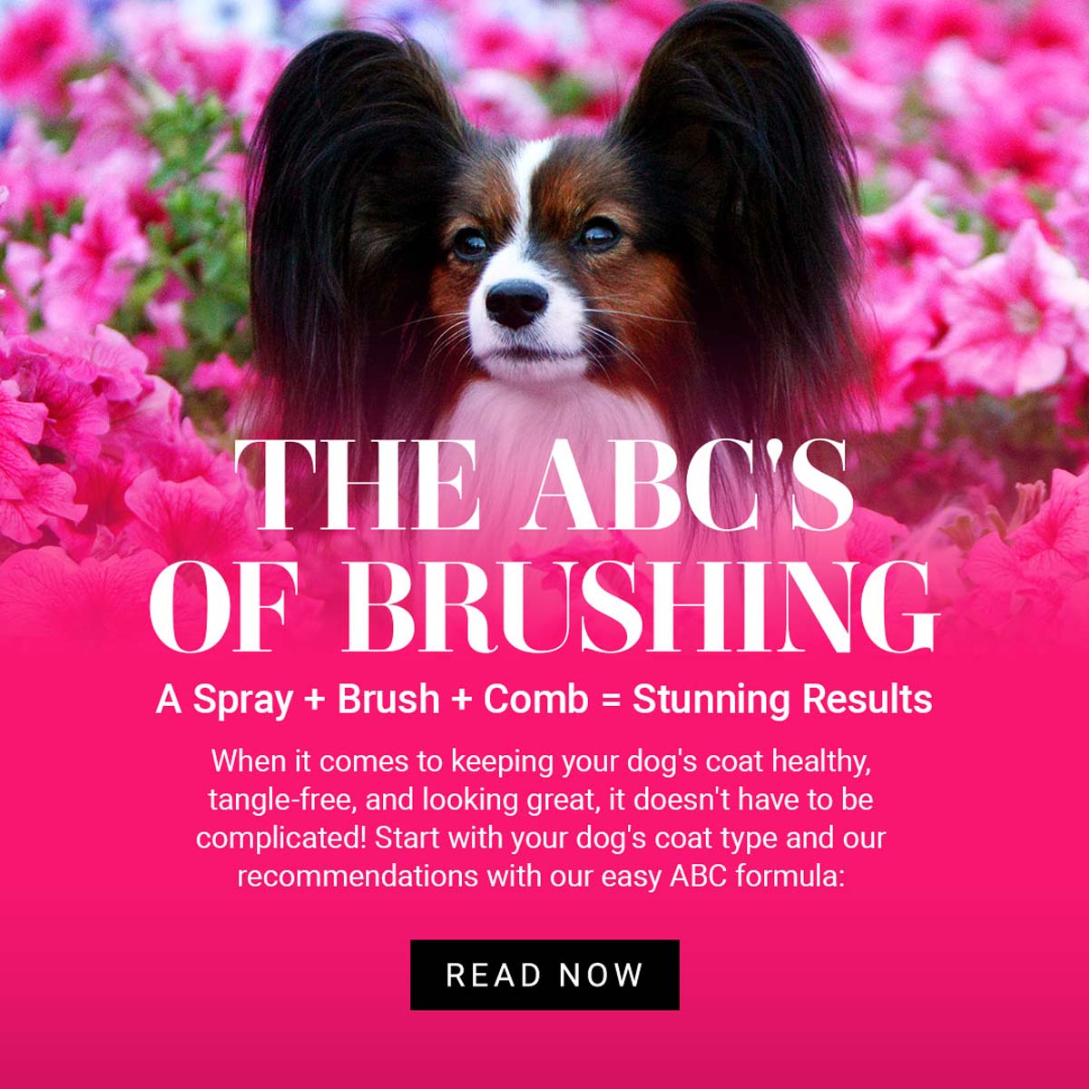 The ABC's of Brushing — Chris Christensen