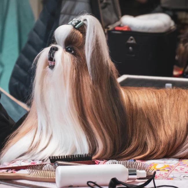 Five Steps to Beautiful Coat