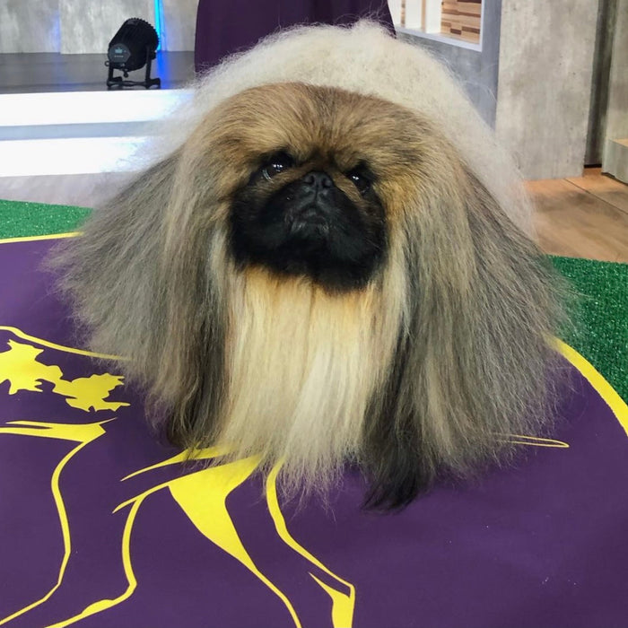 Championing Excellence: The Importance of Dog Shows