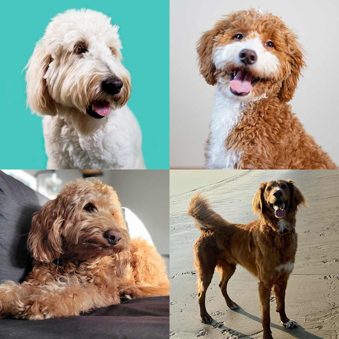 The 4 Doodle Coat Types