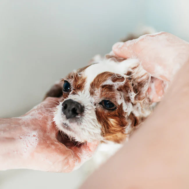 Shampoo Guide