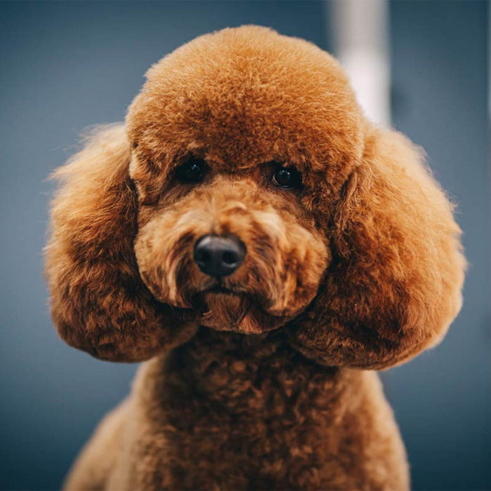 What is a Doodle? And Why Are They So Popular?
