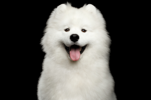 Shop by Dog Coat Type