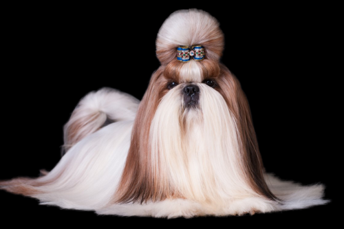 Dog Brushes