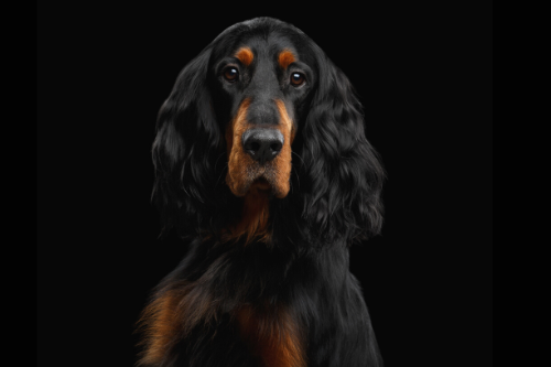 Dog Shampoos & Conditioners