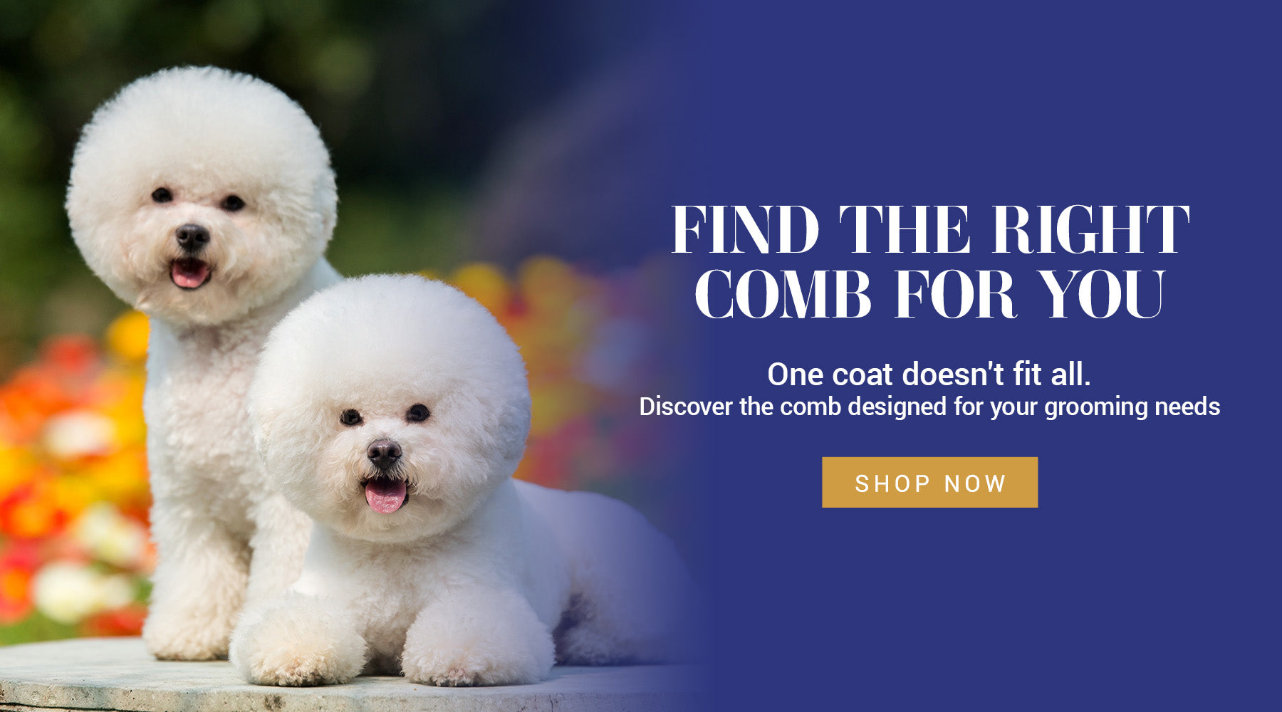 Two white Bichon frise dogs sitting on a stone ledge outdoors, with a dark blue promotional background containing the text 'FIND THE RIGHT COMB FOR YOU' and a yellow 'SHOP NOW' button.