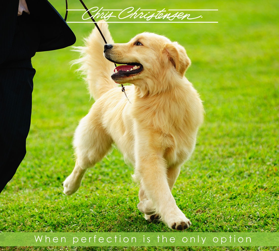 Dog Collection