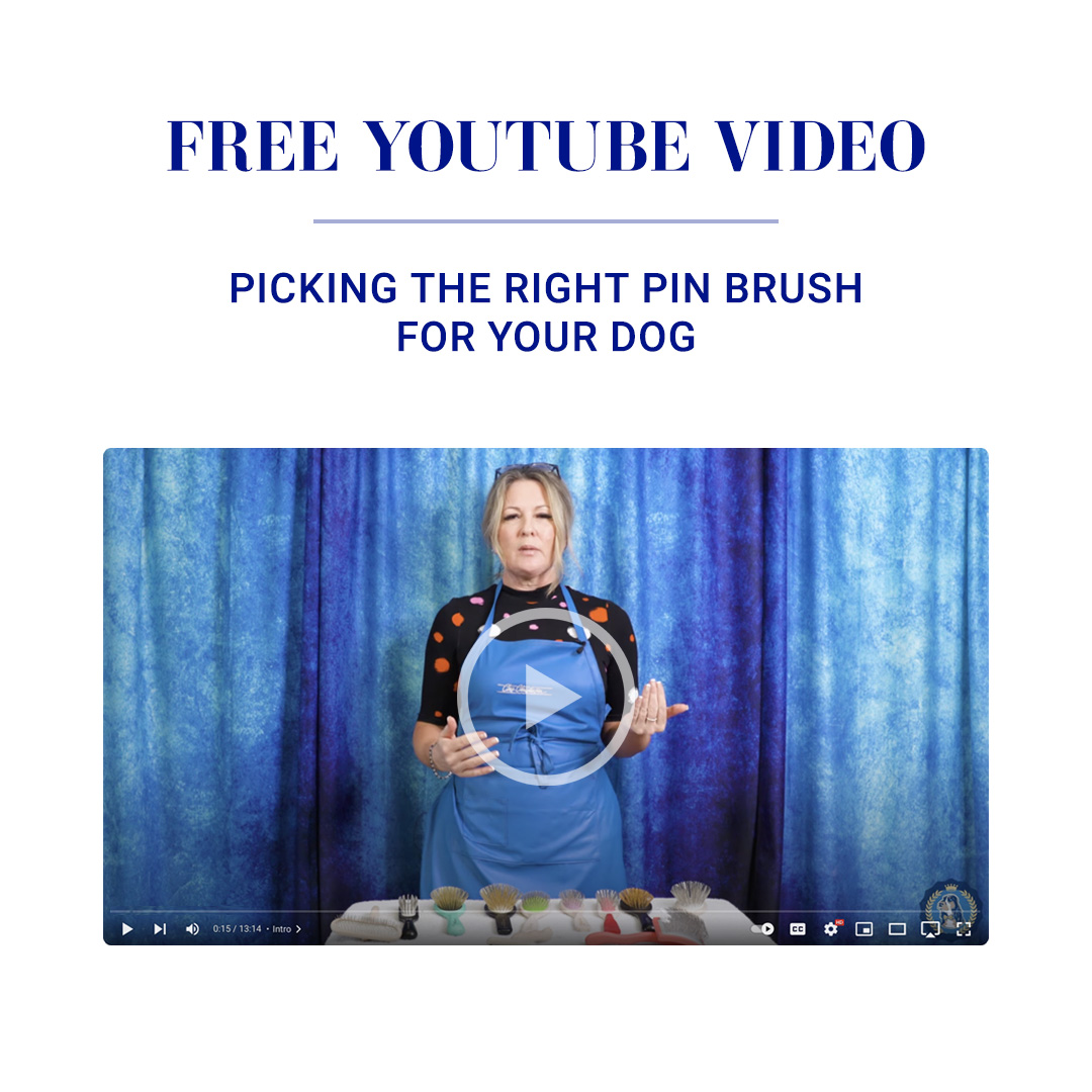 Picking the Right Pin Brush for Your Dog